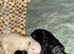 Male maltipoo for stud black and white