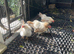 3 Silkied Serama hens
