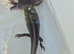 Axolotl