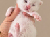 British Short hair  kittens BSH &pound;350