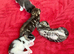 Beautiful kittens