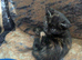 2 Black Tabby Kittens