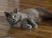 blue cream british shorthair