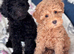 Poodle puppies available very small