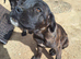 Mastiff mix
