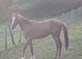 Two ponies for sale
