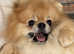 Pomeranian available for stud