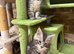 Stunning Mainecoon Kittens