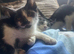 3 kittens ready to leave