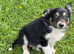 Beautiful Puppies for Sale