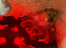 Staffordshire bull terrier pups