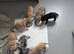 Adorable Cane corso, mixed mastiff puppies