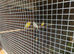 Budgies for sale