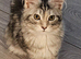 Maine Coon Tica registered