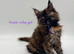 Maine coon kitten