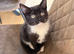 kittens to a loving home