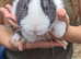 3 female Dutch cross