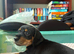 Doxiepoo gorgeous dachshund/poodle crosses