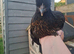 Chickens from 1 week to pol