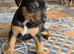 Jack Russell X Red Lakeland Terrier Puppies