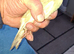 Breading pair kakarikis blue hen blue cream cock,12 week old.pied kakarikis perfect age for taming