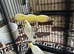 A nice pair lutino for sell