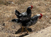 EXCHEQUER LEGHORN COCKERELS