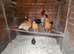 For Sale Friendly chickens
