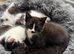 6 kittens for sale