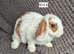 Mini Lop Bunnies