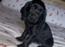 Beautiful black cockerdor puppy.