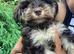Beautiful liver and tan miniature schnauzer puppies