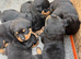 born (22/03/2026)  5 gorgeous chunky boys and  1 beautiful chunky girls are available!