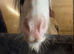 13.1 Cob mare