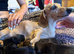 PRA clear IVDD IDC - 0 brindle selection KC registered pups