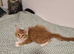 Famale Maine Coon