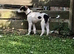 Male saluki greyhound