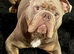 English bulldog