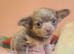 3 adorable chihuahua puppies boys for sale