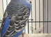 Budgie