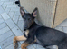 Blue German Shepherd puppies