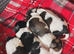 Shih tzu cross Lhasa apso