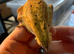 Dalmatian crested gecko adult male