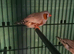 3 pairs exhibition finch