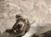 11 week old cane Corso