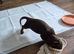 Miniature dachshund
