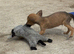 Bedlington terrier cross whippet pups