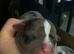 Staffordshire bull terrier pups available