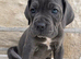 Ready to leave today! Porschia 5 month Cane Corso