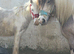 TGCA Fully vaccinated cob filly